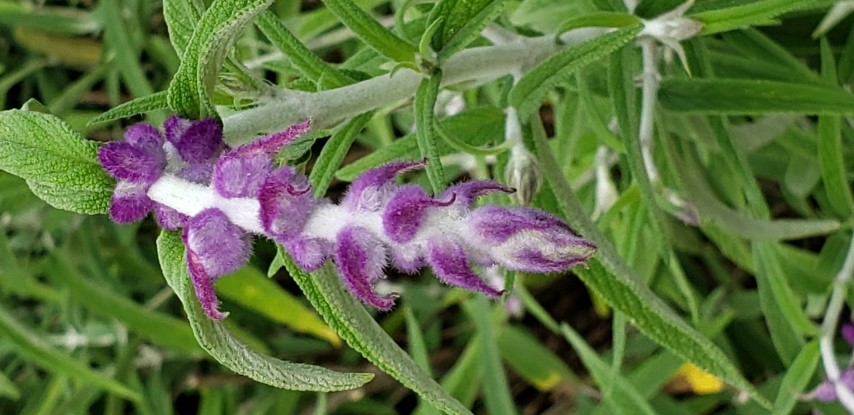 Salvia leucantha plantplacesimage20190413_103051.jpg