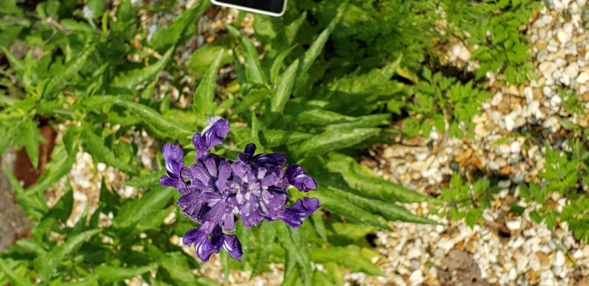 Salvia farinacea plantplacesimage20190413_103429.jpg