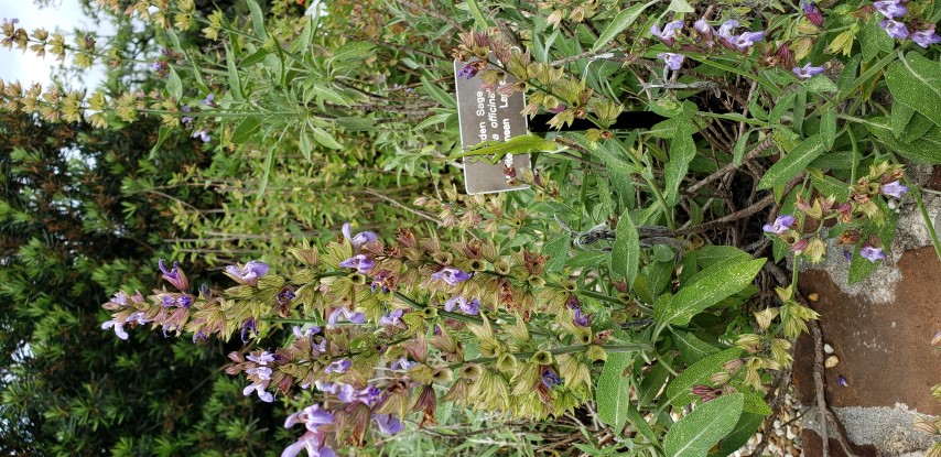 Salvia officinalis plantplacesimage20190413_104204.jpg