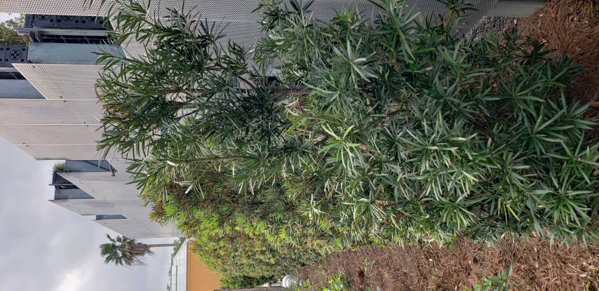 Podocarpus macrophyllus plantplacesimage20190413_104559.jpg