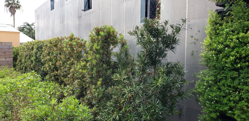 Podocarpus macrophyllus plantplacesimage20190413_104609.jpg