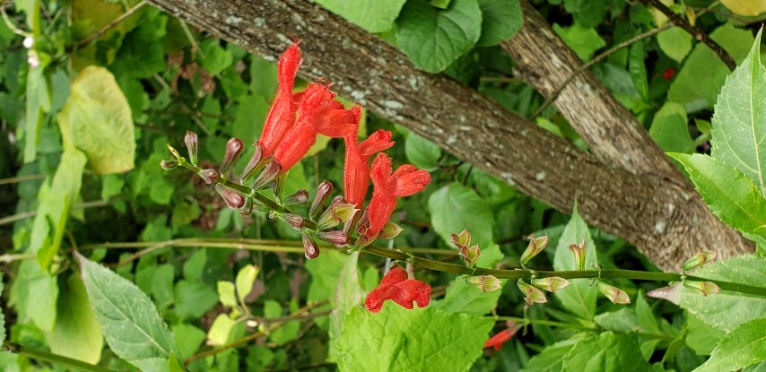 Salvia miniata plantplacesimage20190413_112256.jpg