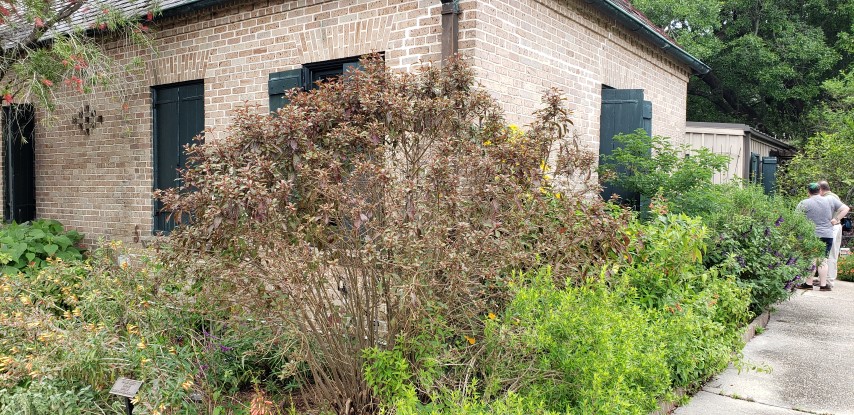 Hamelia patens plantplacesimage20190413_113218.jpg