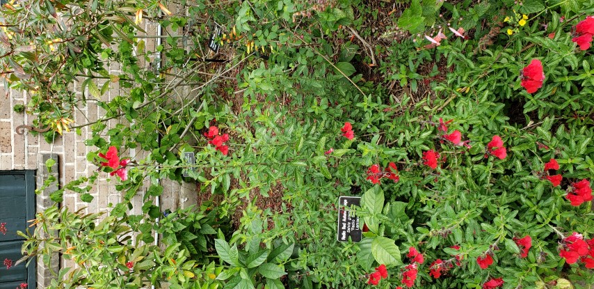 Salvia greggii plantplacesimage20190413_113516.jpg