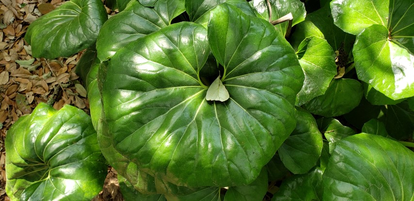 Farfugium japonicum plantplacesimage20190413_114614.jpg