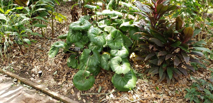 Farfugium japonicum plantplacesimage20190413_114624.jpg