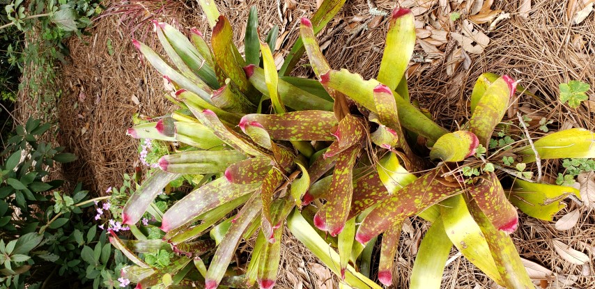 Neoregelia marmorata plantplacesimage20190413_120724.jpg