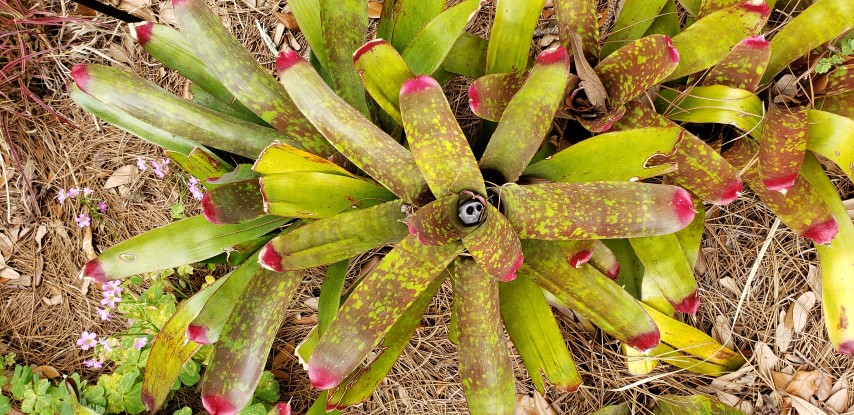 Neoregelia marmorata plantplacesimage20190413_120736.jpg
