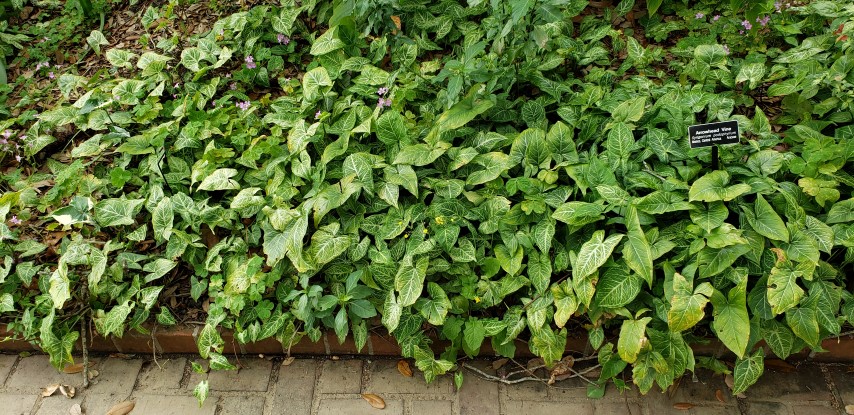 Syngonium podophyllum plantplacesimage20190413_121444.jpg