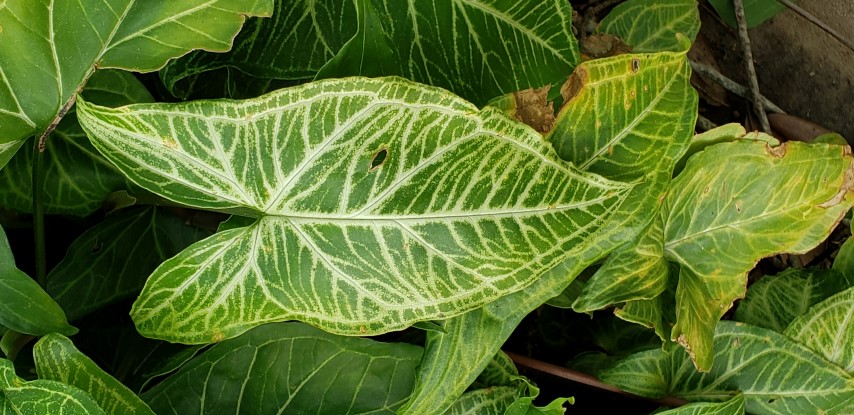 Syngonium podophyllum plantplacesimage20190413_121459.jpg