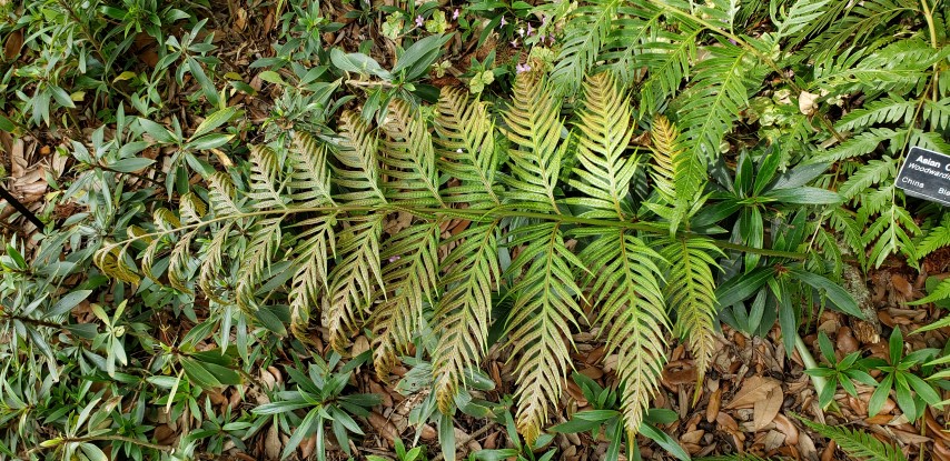 Woodwardia orientalis plantplacesimage20190413_122239.jpg