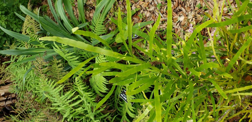 Homalocladium platycladum plantplacesimage20190413_122731.jpg