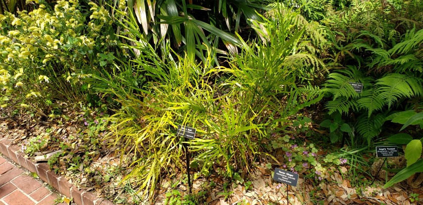 Homalocladium platycladum plantplacesimage20190413_122747.jpg