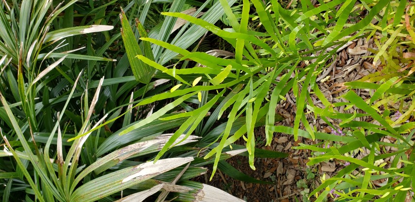 Homalocladium platycladum plantplacesimage20190413_122804.jpg