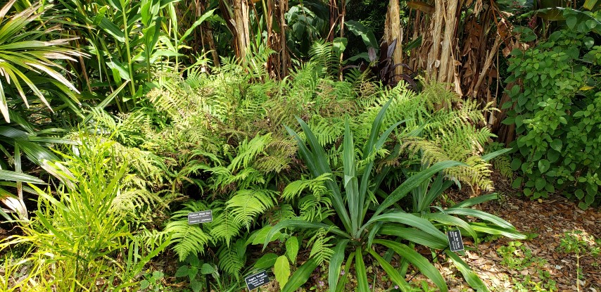 Thelypteris kunthii plantplacesimage20190413_122913.jpg