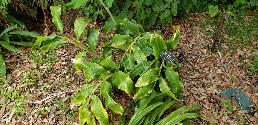 Hedychium gardenerianum plantplacesimage20190413_123021.jpg