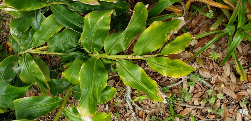 Hedychium gardenerianum plantplacesimage20190413_123032.jpg