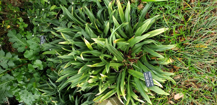 Rhodea japonica plantplacesimage20190413_124104.jpg