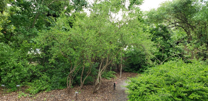 Cyrilla lacemosa plantplacesimage20190413_125044.jpg