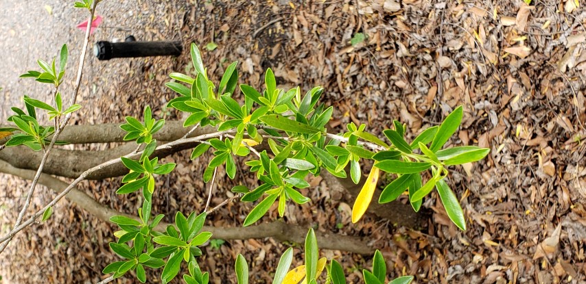 Cyrilla lacemosa plantplacesimage20190413_125104.jpg