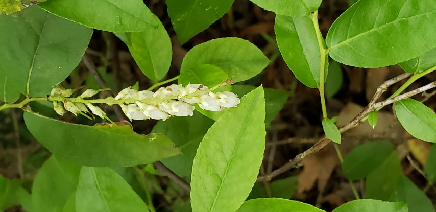 Eubotrys racemosa plantplacesimage20190413_125558.jpg