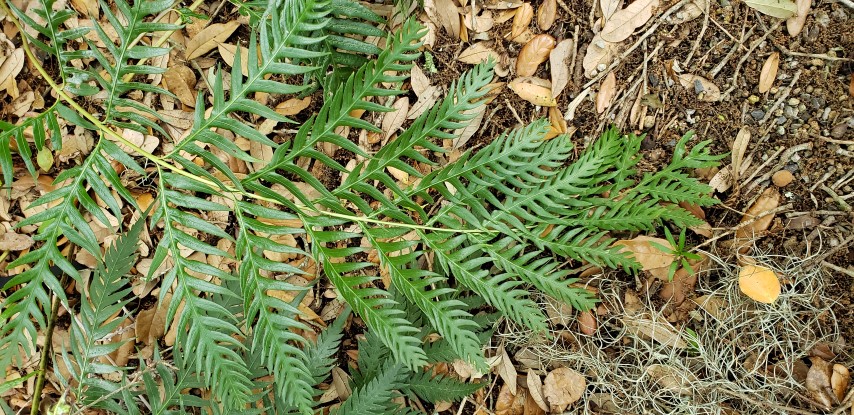 Woodwardia orientalis plantplacesimage20190413_131842.jpg