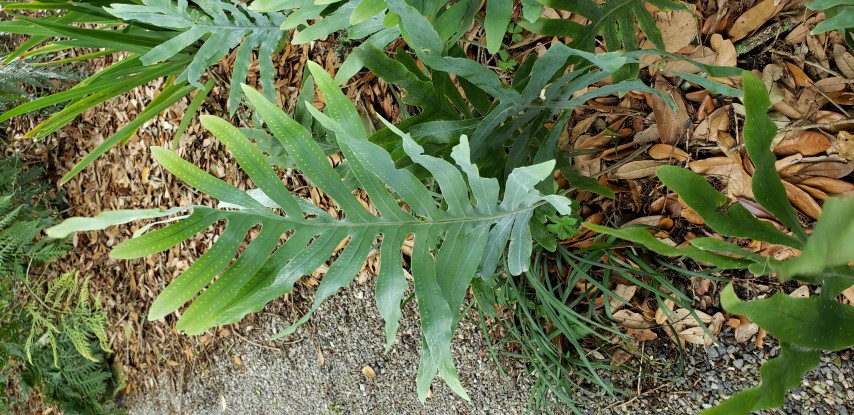 Polypodium aureum plantplacesimage20190413_131939.jpg