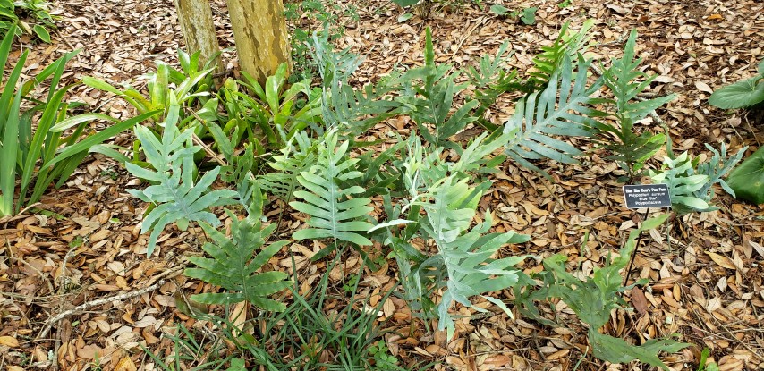 Polypodium aureum plantplacesimage20190413_131949.jpg