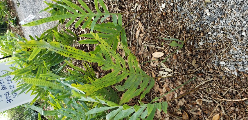 Polypodium aureum plantplacesimage20190413_133323.jpg