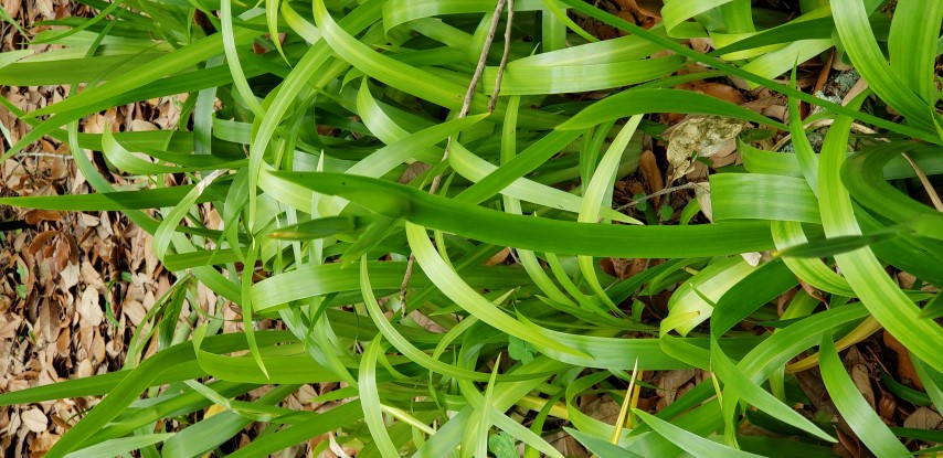 Neomarica gracilis plantplacesimage20190413_133519.jpg