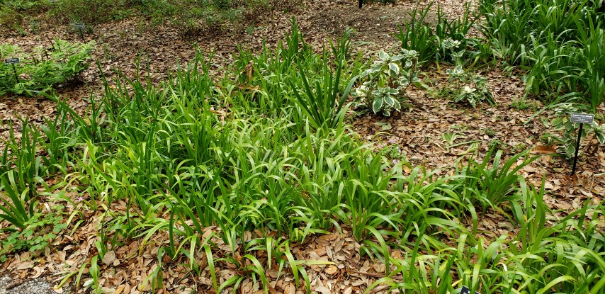 Neomarica gracilis plantplacesimage20190413_133549.jpg