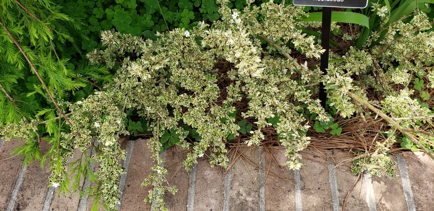 Serissa foetida plantplacesimage20190413_134255.jpg