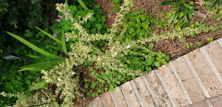 Serissa foetida plantplacesimage20190413_134304.jpg