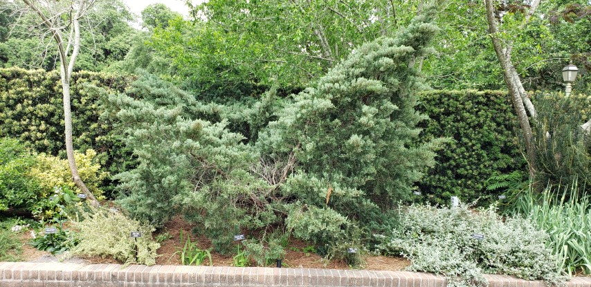 Juniperus virginiana plantplacesimage20190413_135025.jpg