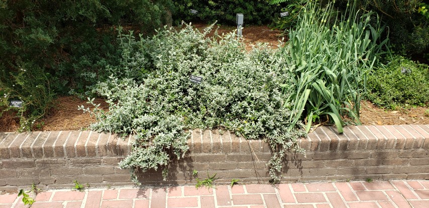 Teucrium fruiticans plantplacesimage20190413_135050.jpg