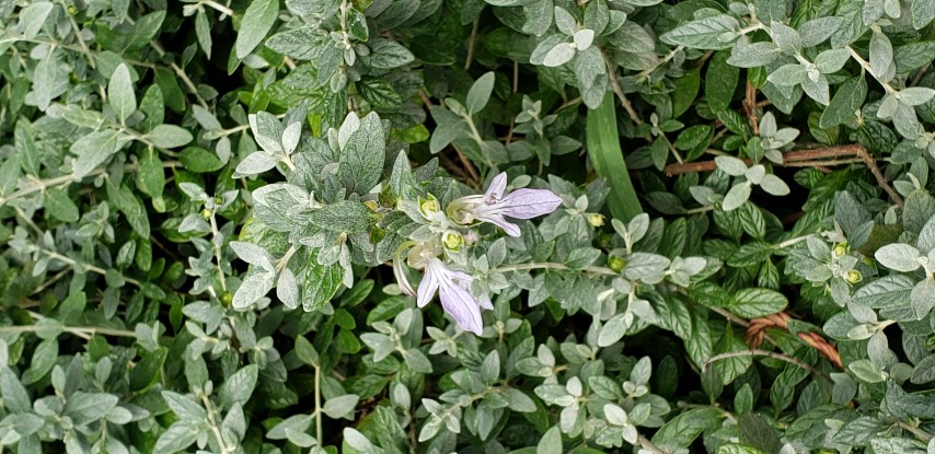 Teucrium fruiticans plantplacesimage20190413_135101.jpg