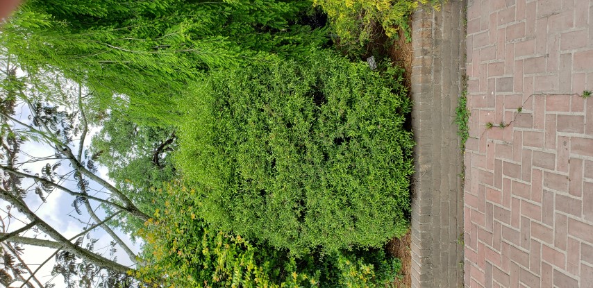 Malpighia glabra plantplacesimage20190413_135240.jpg