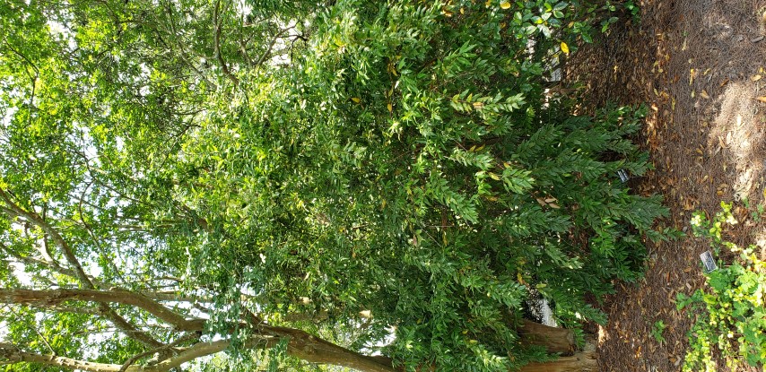 Leucothoe axillaris plantplacesimage20190413_140125.jpg