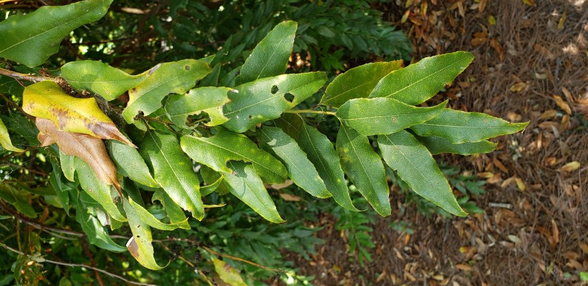 Leucothoe axillaris plantplacesimage20190413_140144.jpg