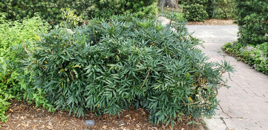 Mahonia fortunei plantplacesimage20190413_140212.jpg