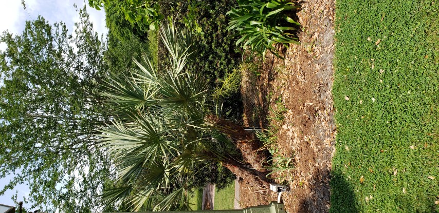 Serenoa repens plantplacesimage20190413_140416.jpg
