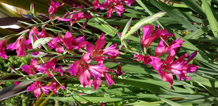 Gladiolus communis plantplacesimage20190413_140739.jpg