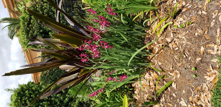 Gladiolus communis plantplacesimage20190413_140749.jpg