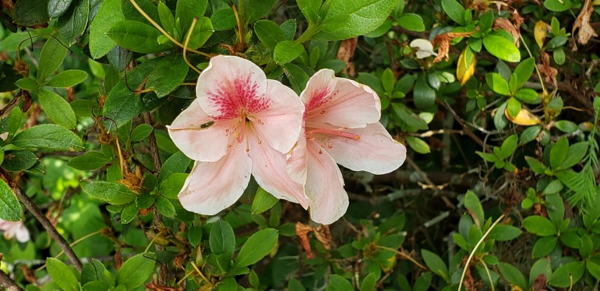 Rhododendron  plantplacesimage20190413_141514.jpg