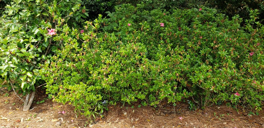 Rhododendron x hybrida plantplacesimage20190413_142222.jpg