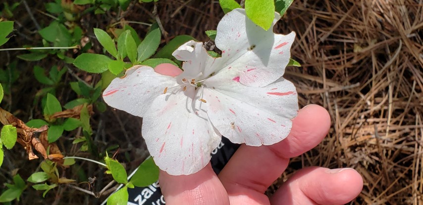 Rhododendron x indica plantplacesimage20190413_143131.jpg