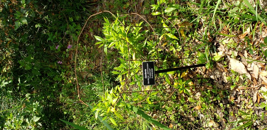 Gardenia jasminoides plantplacesimage20190413_144040.jpg