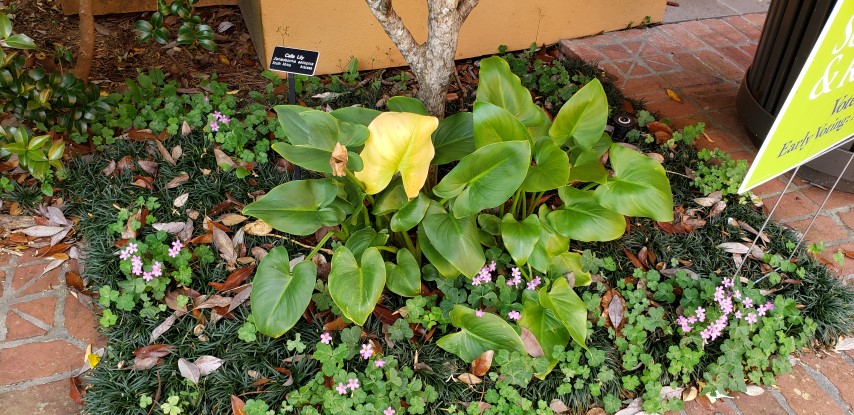 Zantedeschia aethicopa plantplacesimage20190413_144136.jpg