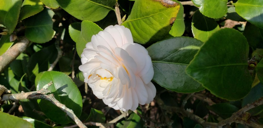 Camellia japonica plantplacesimage20190413_145029.jpg