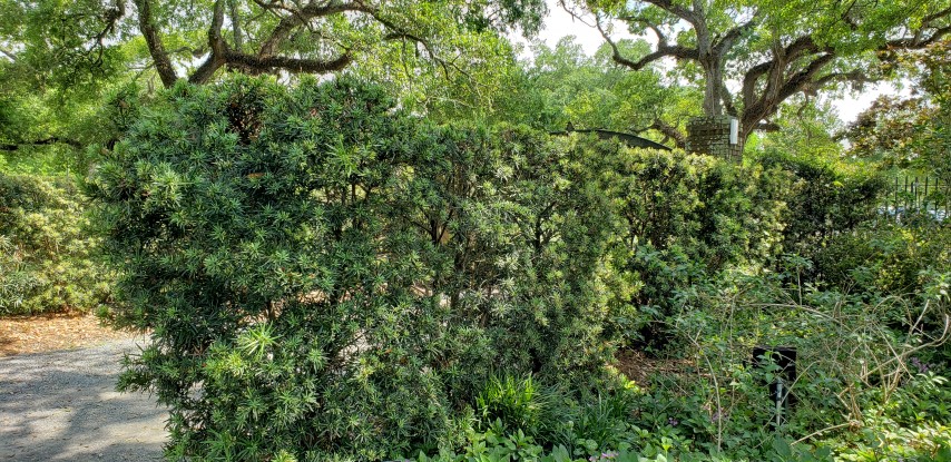 Podocarpus macrophyllus plantplacesimage20190413_145226.jpg